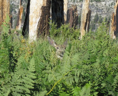 Deer Deer