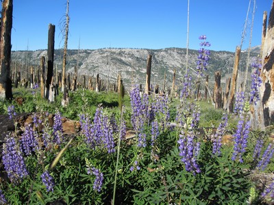 Beautiful wildflowers Beautiful wildflowers