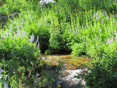 Wildflowers Wildflowers