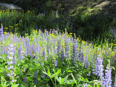Wildflowers Wildflowers