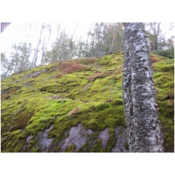 fall colors in the moss.jpg