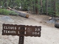 Clouds Rest trail junction