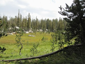 Meadow Meadow