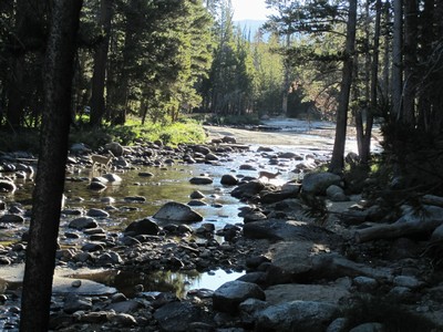 Deer crossing Lyell Fork Deer crossing Lyell Fork