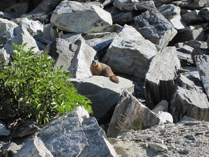 Marmot near Garnet Lake