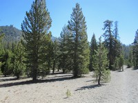 JMT