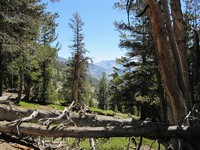JMT