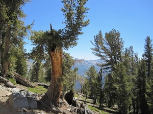 Cool pic JMT