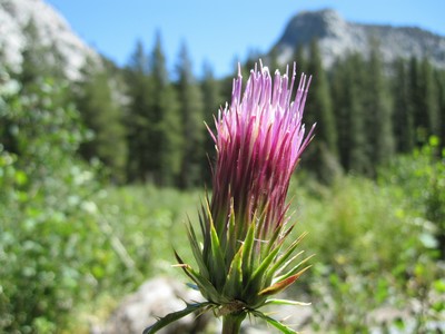 Wildflowers