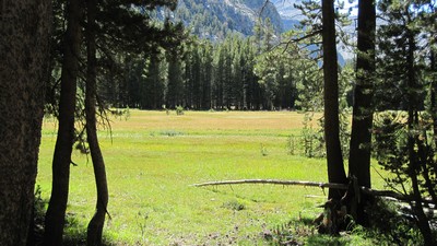 Evolution Meadow