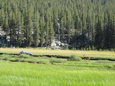 McClure Meadow