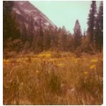 Meadow