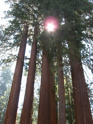 Giant Sequoias