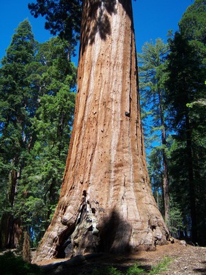 Giant Sequoias