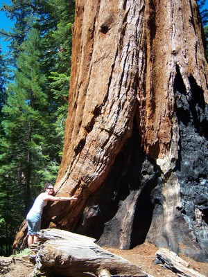 Giant Sequoias