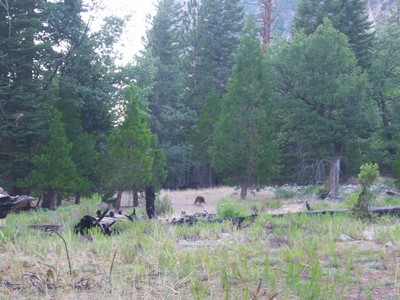 Bear in Zumalt Meadow