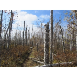 tree tops gone.jpg