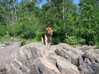 Timber