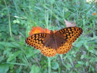 butterfly