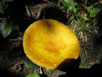shroom