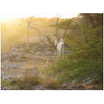 bonaire goats 2.jpg