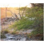 bonaire goats.jpg