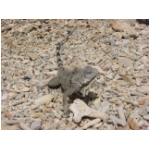 bonaire iguanas.jpg