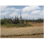 bonaire landscape.jpg