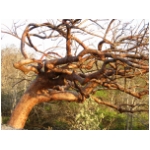 cool tree 2.jpg