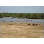 flamingos.jpg