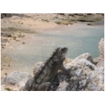 iguanas 2.jpg