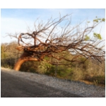 really cool tree.jpg
