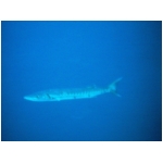 barracuda.jpg