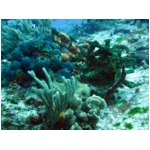 coral1.jpg
