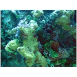 coral.jpg