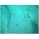 flounder.jpg