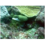 moray2.jpg