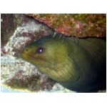 moray3.jpg