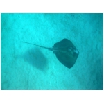 ray.jpg