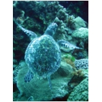 turtle4.jpg