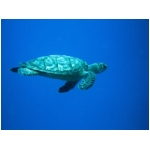 turtles2.jpg