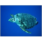 turtles3.jpg