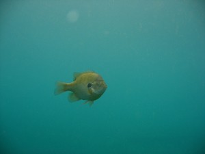 Vortex Springs scuba