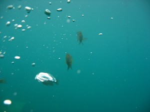 Vortex Springs scuba