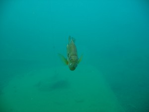 Vortex Springs scuba