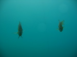 Vortex Springs scuba